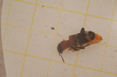 Thanasimus formicarius