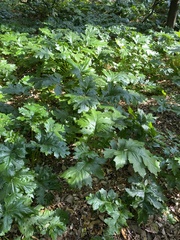 Acanthus mollis