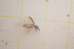 Salpingus planirostris