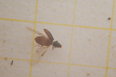 Salpingus planirostris