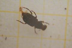 Ulorhinus bilineatus