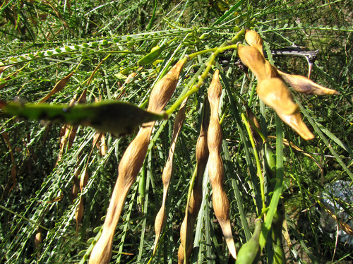 Parkinsonia image