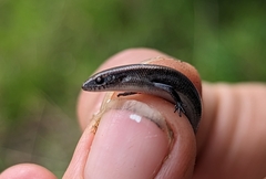 Panaspis wahlbergii