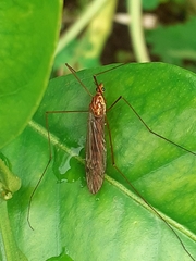 Nephrotoma
