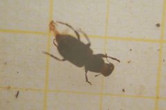 Ulorhinus bilineatus