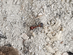 Camponotus nicobarensis