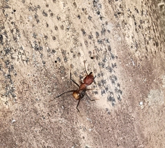 Camponotus nicobarensis