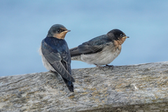 Hirundo neoxena carteri