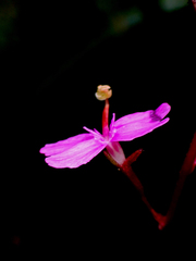 Stylidium productum