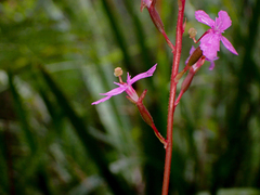 Stylidium productum