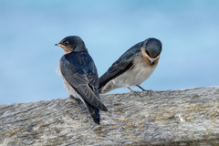 Hirundo neoxena carteri