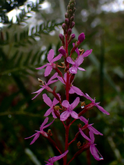 Stylidium productum