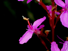 Stylidium productum