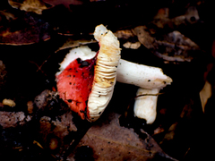 Russula persanguinea