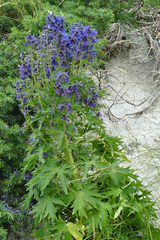 Delphinium dubium