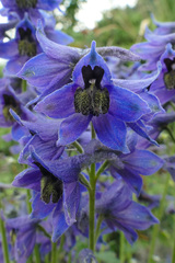 Delphinium dubium