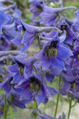 Delphinium dubium