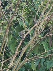 Spindalis portoricensis
