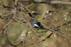 Melaniparus cinerascens