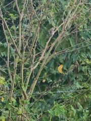 Spindalis portoricensis