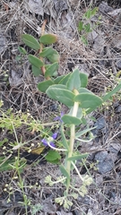 Hylotelephium maximum ruprechtii