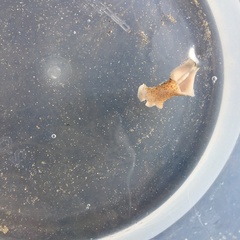 Thysanozoon brocchii