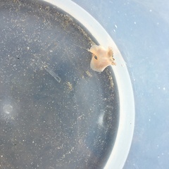 Thysanozoon brocchii