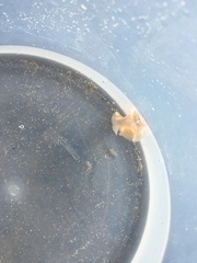 Thysanozoon brocchii