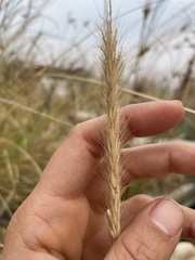 Poaceae
