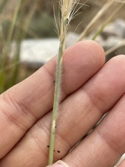 Poaceae