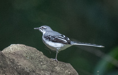 Motacilla clara