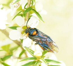 Lophyrotoma interrupta