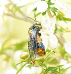Lophyrotoma interrupta