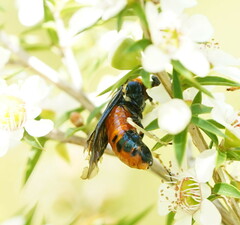 Lophyrotoma interrupta