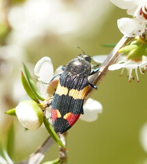 Castiarina bella