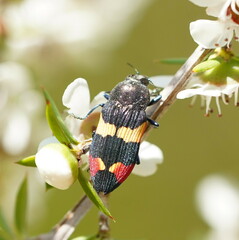 Castiarina bella