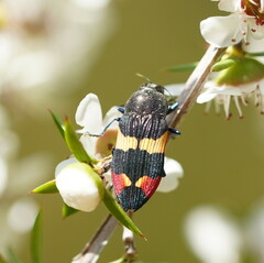 Castiarina bella