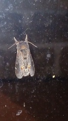 Notodonta dromedarius