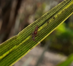 Hyllus