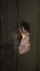 Notodonta dromedarius