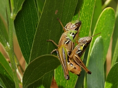 Praxibulus tectatus