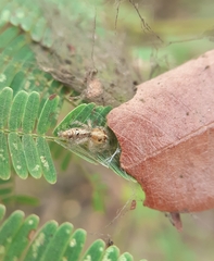 Hyllus