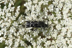 Chlorophorus sartor