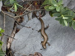 Oligosoma