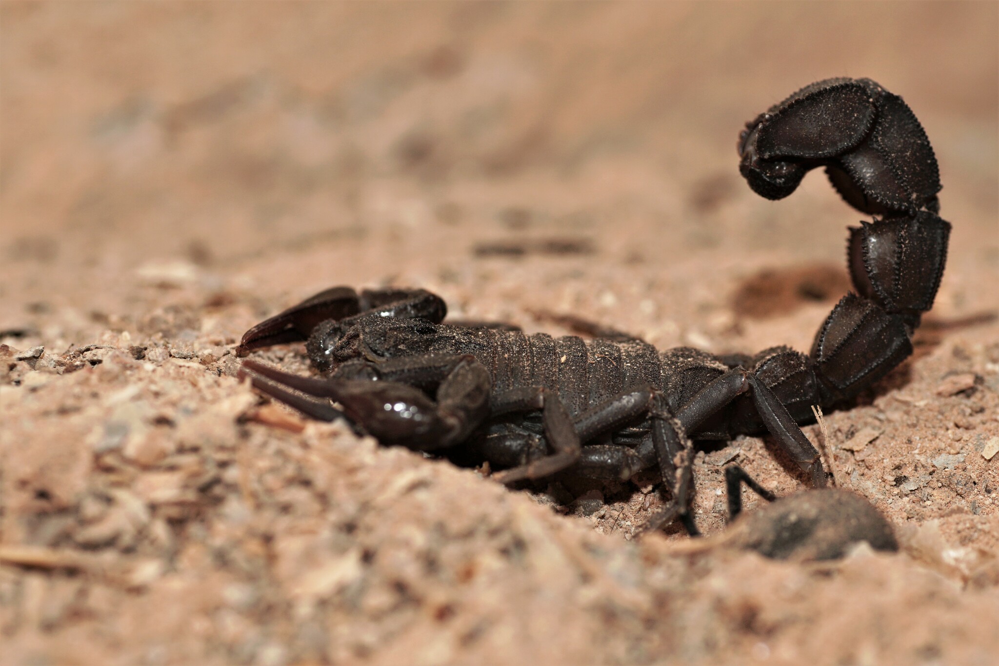 Ebony Fat-tailed Scorpion (Androctonus gonneti) · iNaturalist