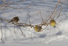Emberiza citrinella × leucocephalos