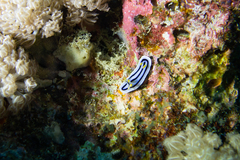 Chromodoris lochi