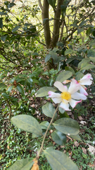 Camellia sasanqua