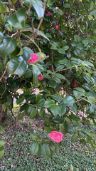 Camellia japonica