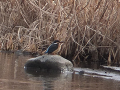 Alcedo atthis bengalensis